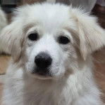 Un Border-Aussie allong&eacute; et regardant vers la cam&eacute;ra 