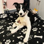 Un chiot Border-Aussie assis sur un lit et portant un collier autour du cou