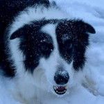 Un Border-Aussie allong&eacute; sur une surface enneig&eacute;e et regardant vers la cam&eacute;ra 