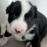 Un chiot Border-Aussie regardant vers la cam&eacute;ra et portant un collier autour du cou