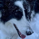 Un Border-Aussie sur une surface enneig&eacute;e 
