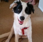 Un Border-Aussie assis sur une moquette et qui est tenu en laisse 