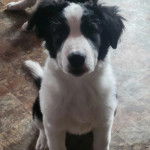 Un chiot Border-Aussie assis sur un sol carrel&eacute; et regardant vers la cam&eacute;ra 