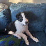 Un Border-Aussie assis sur un canap&eacute; et portant un collier autour du cou