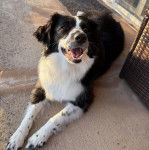 Un Border-Aussie allong&eacute; sur une surface b&eacute;tonn&eacute;e et ayant la gueule ouverte