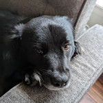 Un Border-Aussie allong&eacute; sur un canap&eacute; et regardant la cam&eacute;ra 