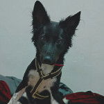 Un Border-Aussie regardant vers la cam&eacute;ra et portant un harnais 