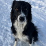 Un Border-Aussie assis sur une surface enneig&eacute;e et regardant vers la cam&eacute;ra 