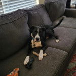 Un Border-Aussie allongé sur un canapé et portant un collier autour du cou