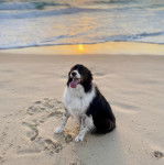 Un Border-Aussie assis sur une surface sableuse et ayant la langue pendante 