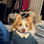 Un Border-Aussie allongé sur un lit et ayant la tête posée sur un oreiller