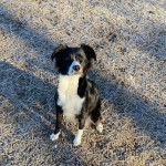 Un Border-Aussie sur un terrain herbeux et regardant vers la caméra