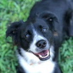 Un Border-Aussie sur une surface herbacée et ayant la gueule ouverte 