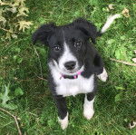 Un chiot Border-Aussie assis sur un terrain herbeux et portant un collier autour du cou