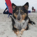 Un Border-Aussie allongé sur une surface sableuse et regardant vers la caméra