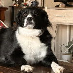 Un Border-Aussie allongé sur un plancher et semblant détendu