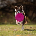 Un Border-Aussie courant sur un terrain herbeux et ayant un frisbee dans sa gueule