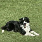 Un Border-Aussie allongé sur un terrain gazonné et portant un collier autour du cou