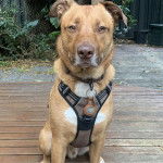 Un Border-Aussie assis sur un plancher et portant un harnais 