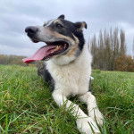 Un Border-Aussie allongé sur un terrain herbeux et tirant la langue 