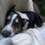 Un Border-Aussie allongé sur un canapé et semblant dormir 