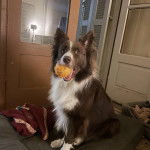 Un Border-Aussie assis dans un panier et tenant une balle dans sa gueule 