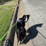 Un Border-Aussie regardant vers la caméra et qui est tenu en laisse 