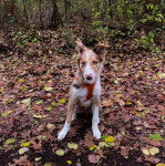 Un Border-Aussie assis sur un sol jonchés de feuilles mortes et portant un harnais 