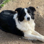 Un Border-Aussie allongé sur une surface sableuse et regardant vers la caméra
