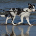 Un Border-Aussie sur une surface sableuse et qui est tenu en laisse 