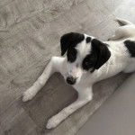 Un Border-Aussie allongé sur un plancher et regardant vers la caméra 