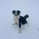 Un Border-Aussie assis sur une surface enneigée et regardant vers la caméra 