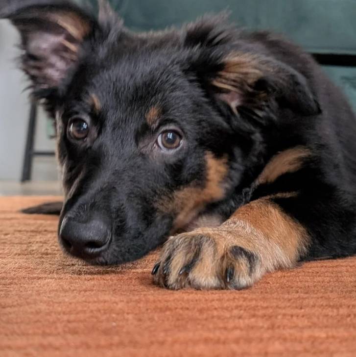 Un Border-Aussie allongé sur une moquette et regardant vers la caméra