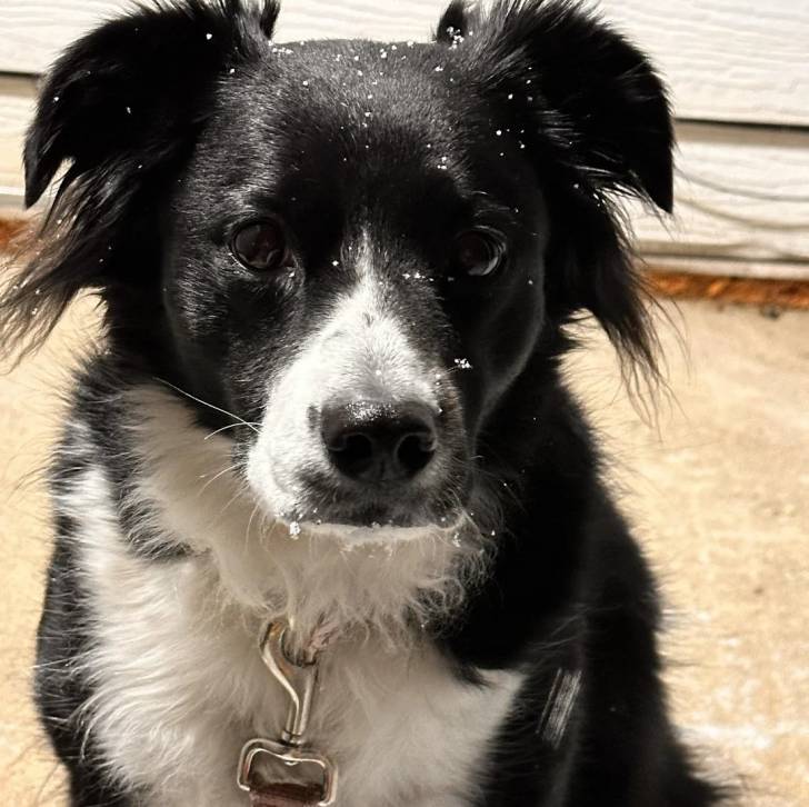 Un Border-Aussie regardant vers la caméra et qui est tenu en laisse