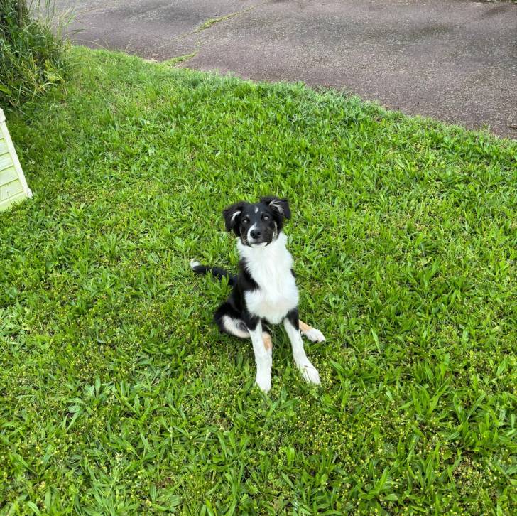 Un Border-Aussie assis sur un terrain herbeux 