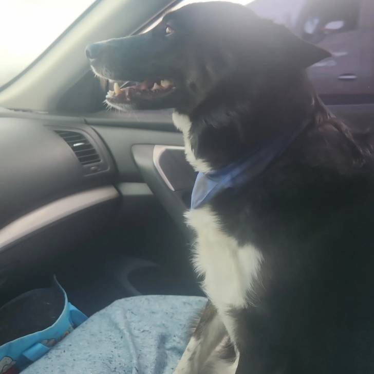 Un Border-Aussie assis dans une voiture et portant un foulard autour du cou 