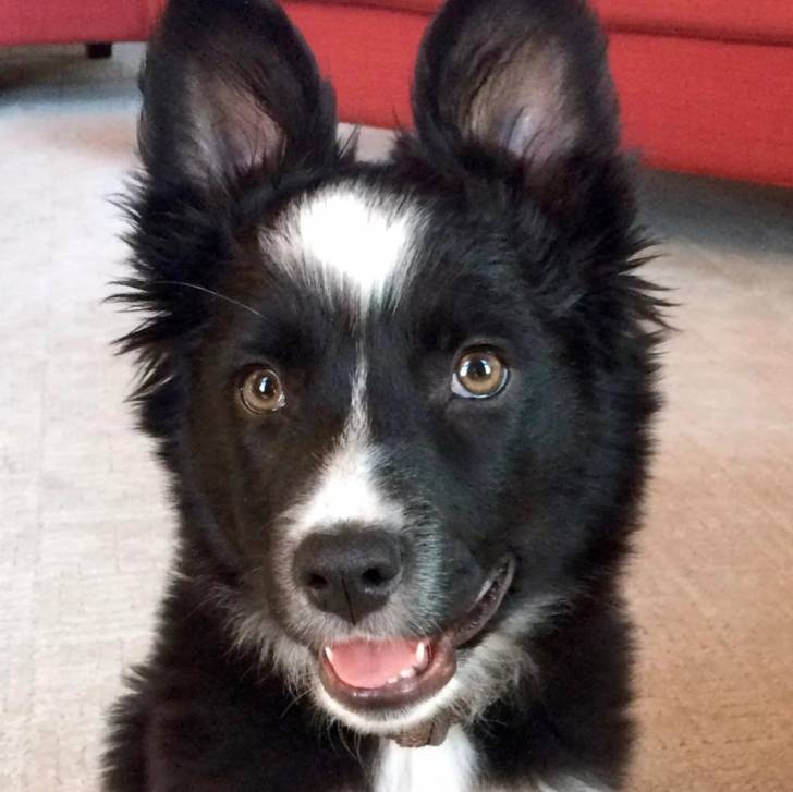 Un Border-Aussie assis sur une moquette et portant un collier autour du cou