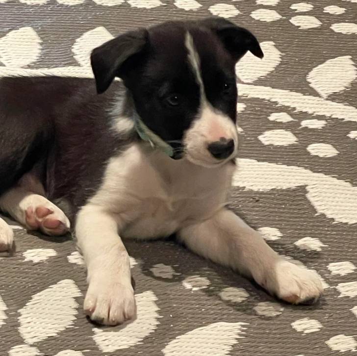Un Border-Aussie allongé sur un tapis et portant un collier autour du cou