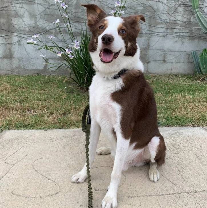 Un Border-Aussie assis sur une surface bétonnée et qui est tenu en laisse 