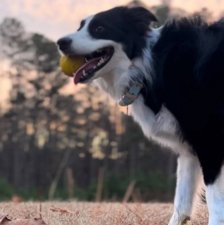 Un Border-Aussie portant un collier autour du cou et ayant une balle de tennis dans la gueule 