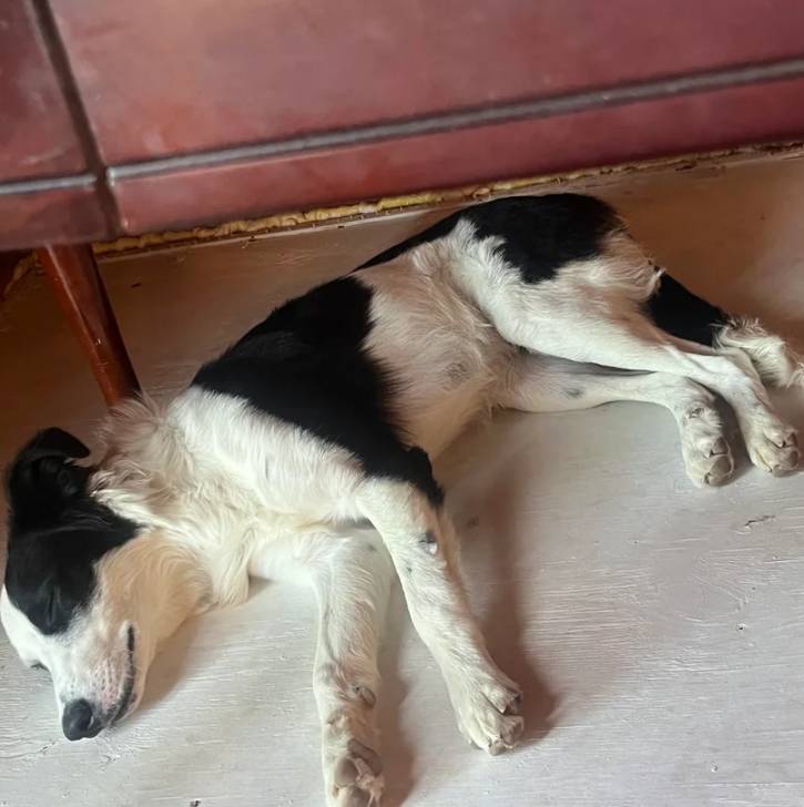 Un Border-Aussie allongé sous un meuble et semblant dormir 