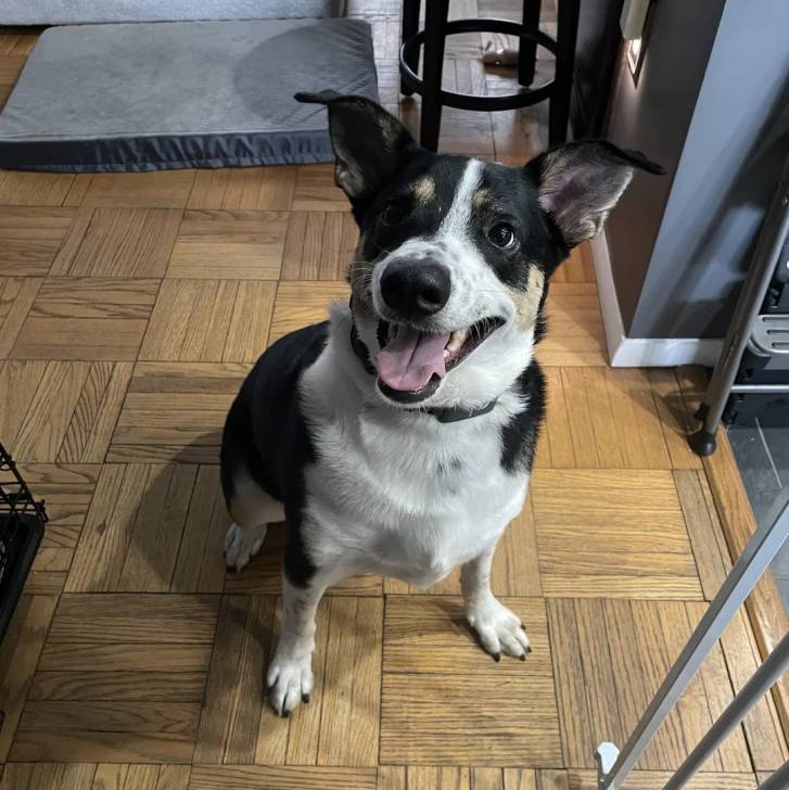 Un Border-Aussie assis sur un parquet et portant un collier autour du cou