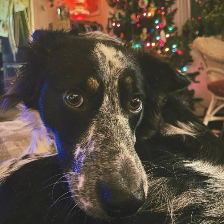 Un Border-Aussie allongé et regardant vers la caméra 