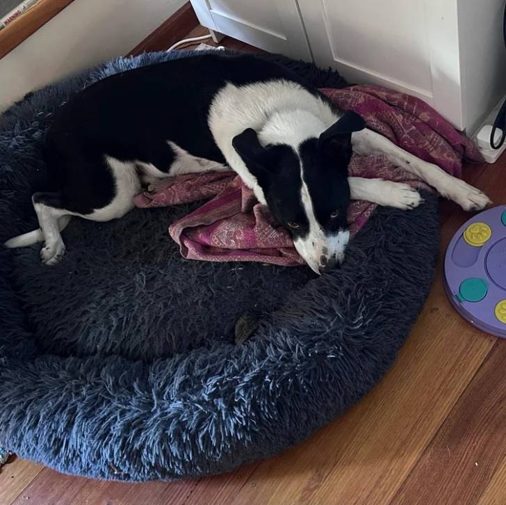 Un Border-Aussie allongé dans un panier et regardant la caméra 