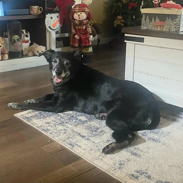 Un Border-Aussie allongé sur un tapis et regardant vers la caméra