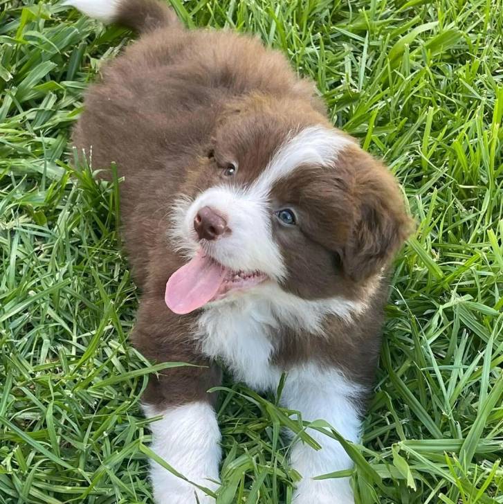 Un chiot Border-Aussie allongé sur un terrain gazonné et tirant la langue 