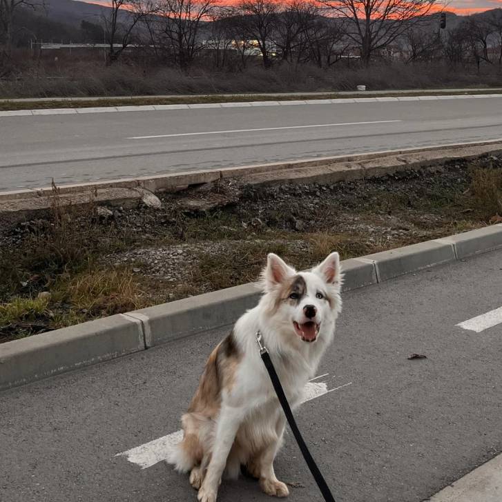 Un Border-Aussie assis sur une route goudronnée et qui est tenu en laisse 