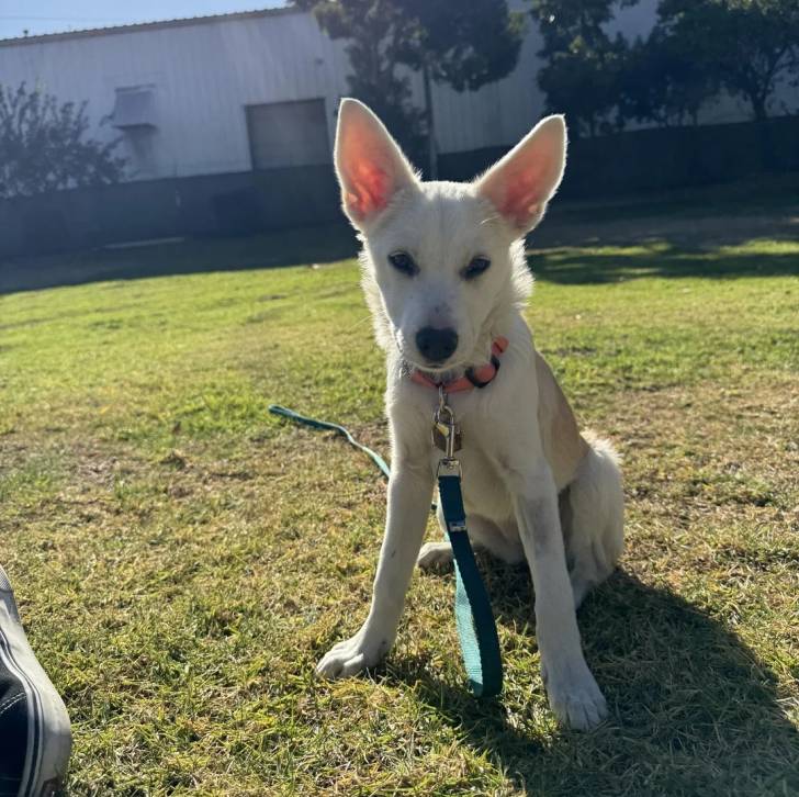 Un Border-Aussie assis sur un terrain gazonné et qui est tenu en laisse 