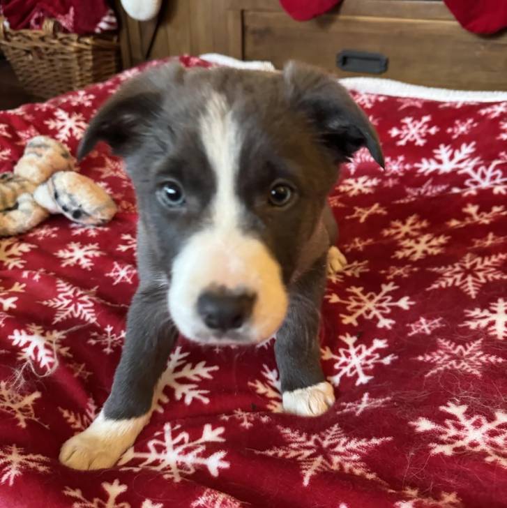 Un chiot Border-Aussie assis et regardant vers la caméra 