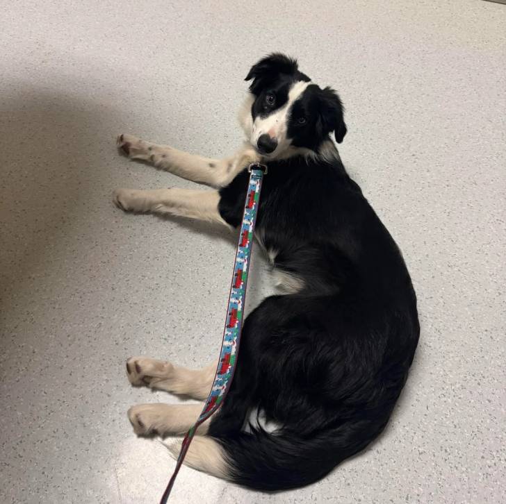 Un Border-Aussie allongé sur une surface bétonnée et qui est tenu en laisse 